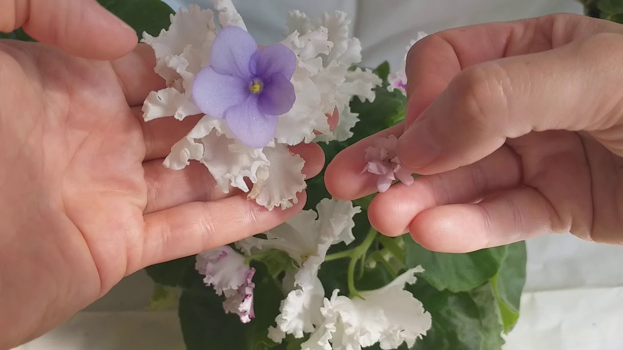 ENORMES FLORES 