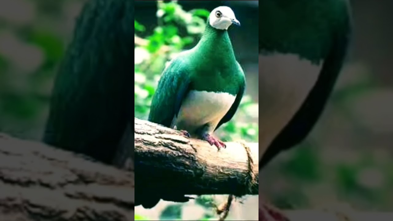 suara pergam tutu