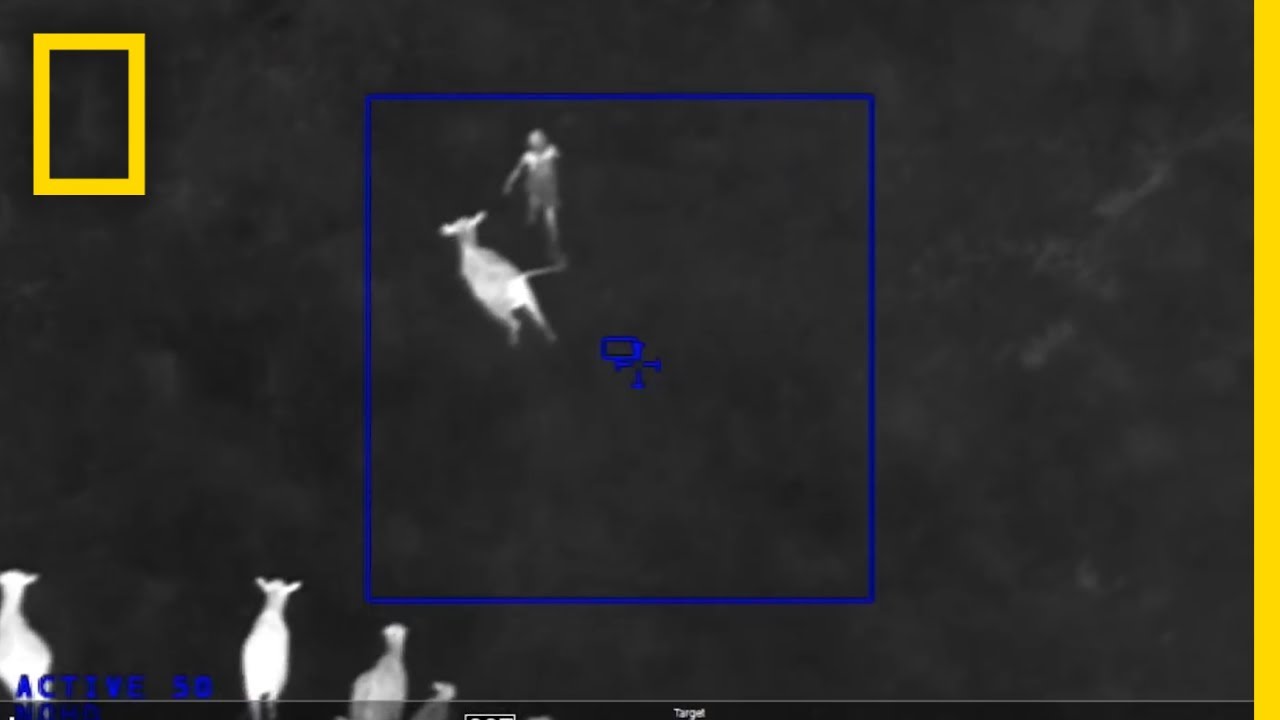 Cows vs. Crime&mdash;Why These Cattle Chased a Suspect Through a Field | National Geographic