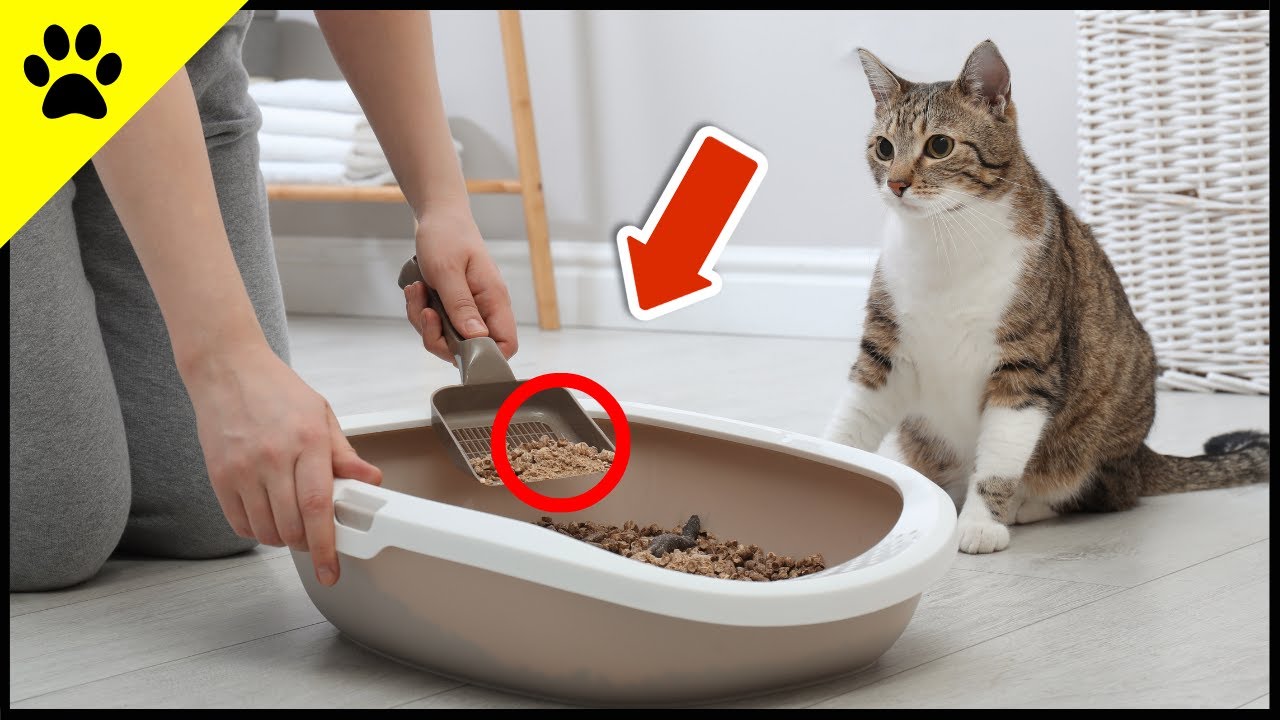 Tust du DAS, wird deine Katze in die Wohnung pinkeln!