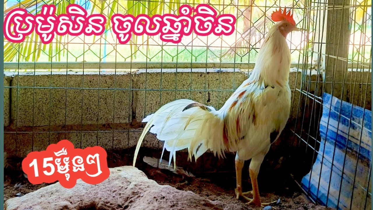ភាគទី[84] ប្រម៉ូសិនសំរាប់ឆ្នាំ2026 បុណ្យចូលឆ្នាំចិន