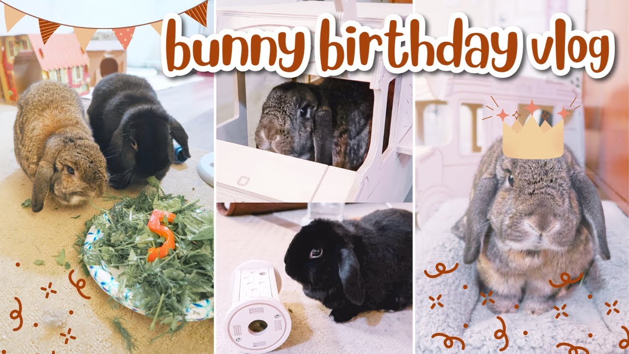 BUNNY VLOG 🐰 Birthday Gifts, New Hides & Toys, Vet Visit, Cleaning & More!