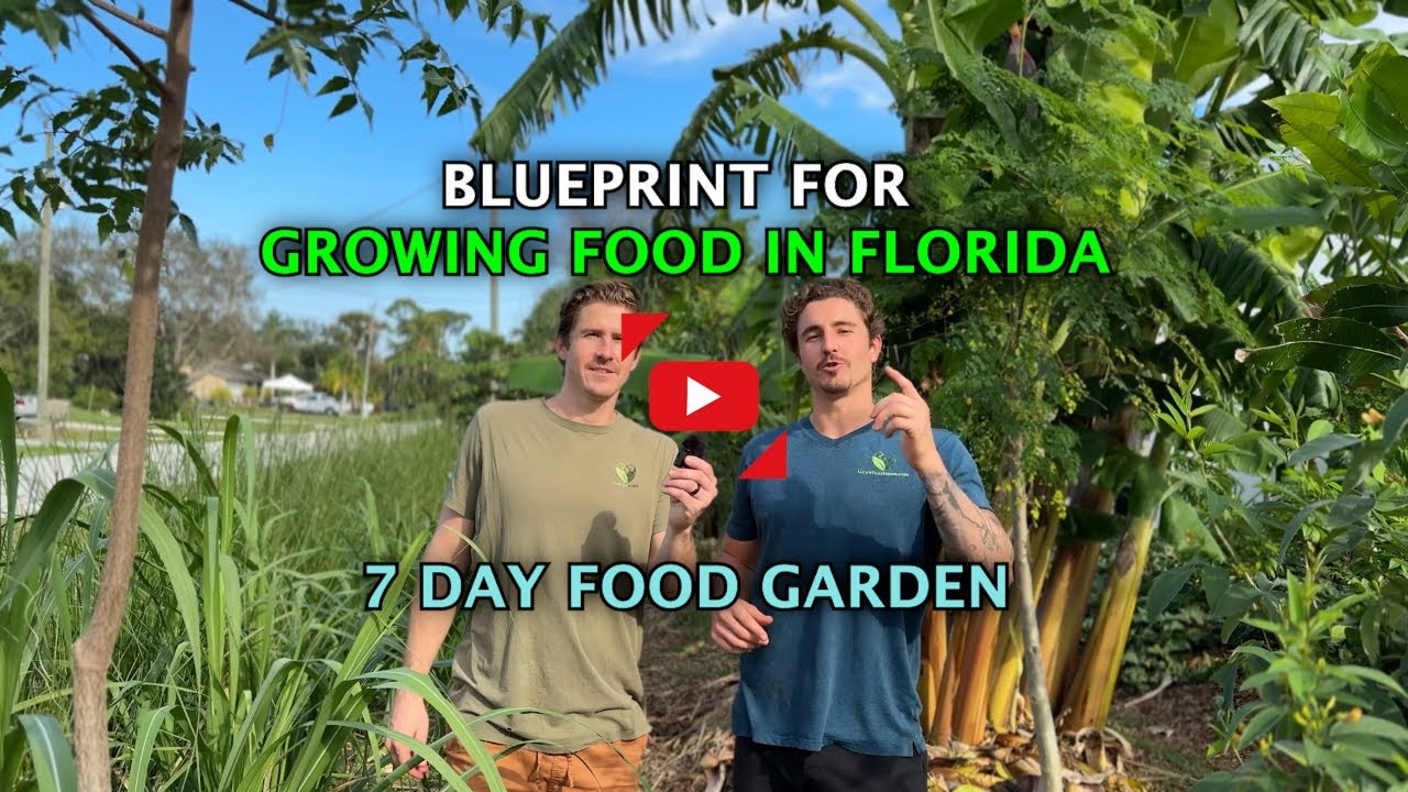 How To Grow Food At Home: Here's What To Do If You Don't Know Where To Start