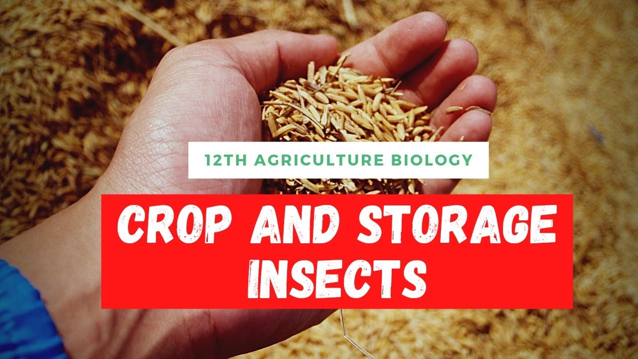 Agriculture Biology Class 12 |Chapter : 3 | Crop and Storage Insects|फसलों एवम् भंडारण के प्रमुख कीट