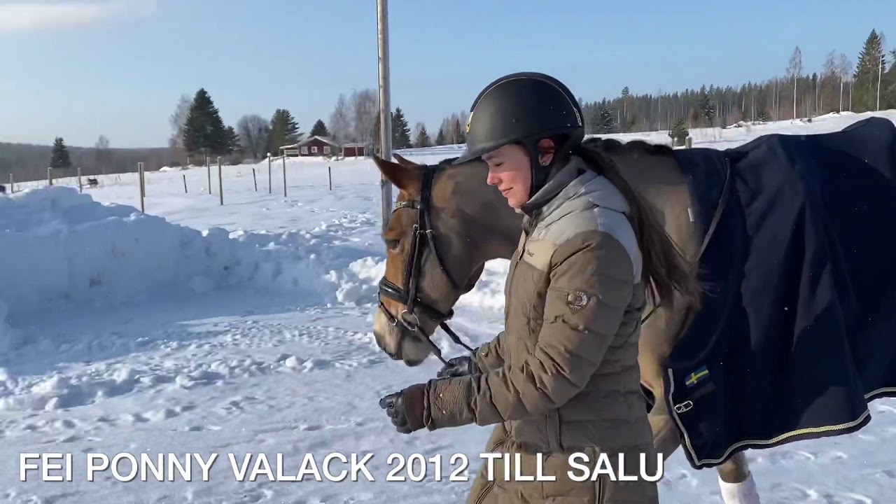 FEI ponny till salu