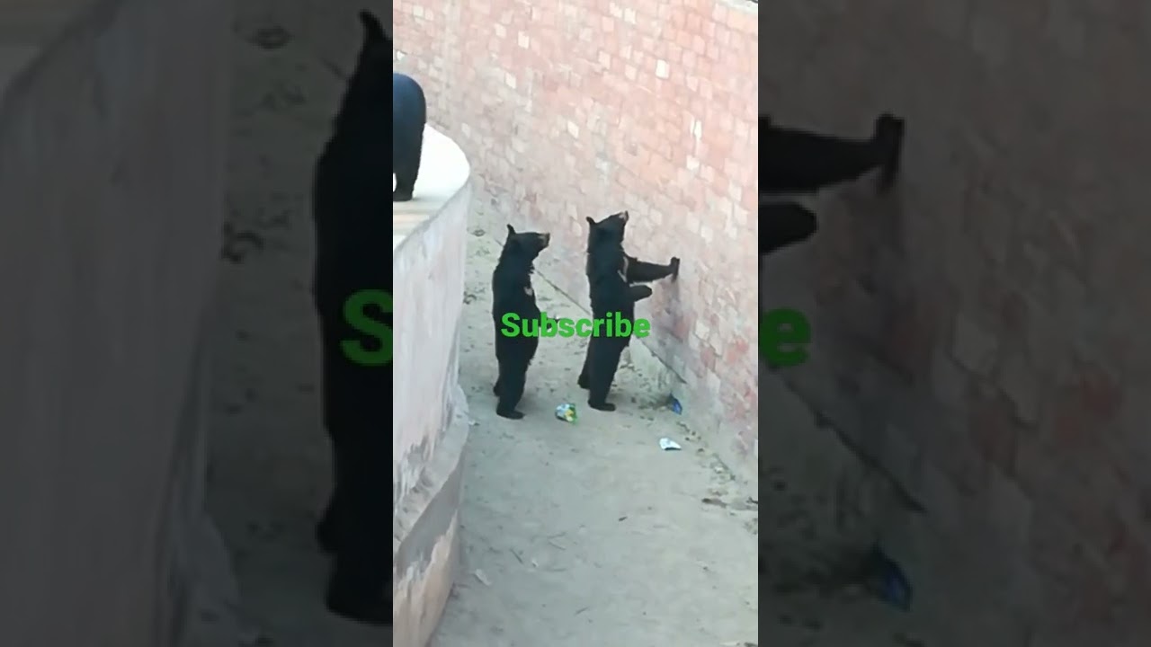 Bahawalpur zoo