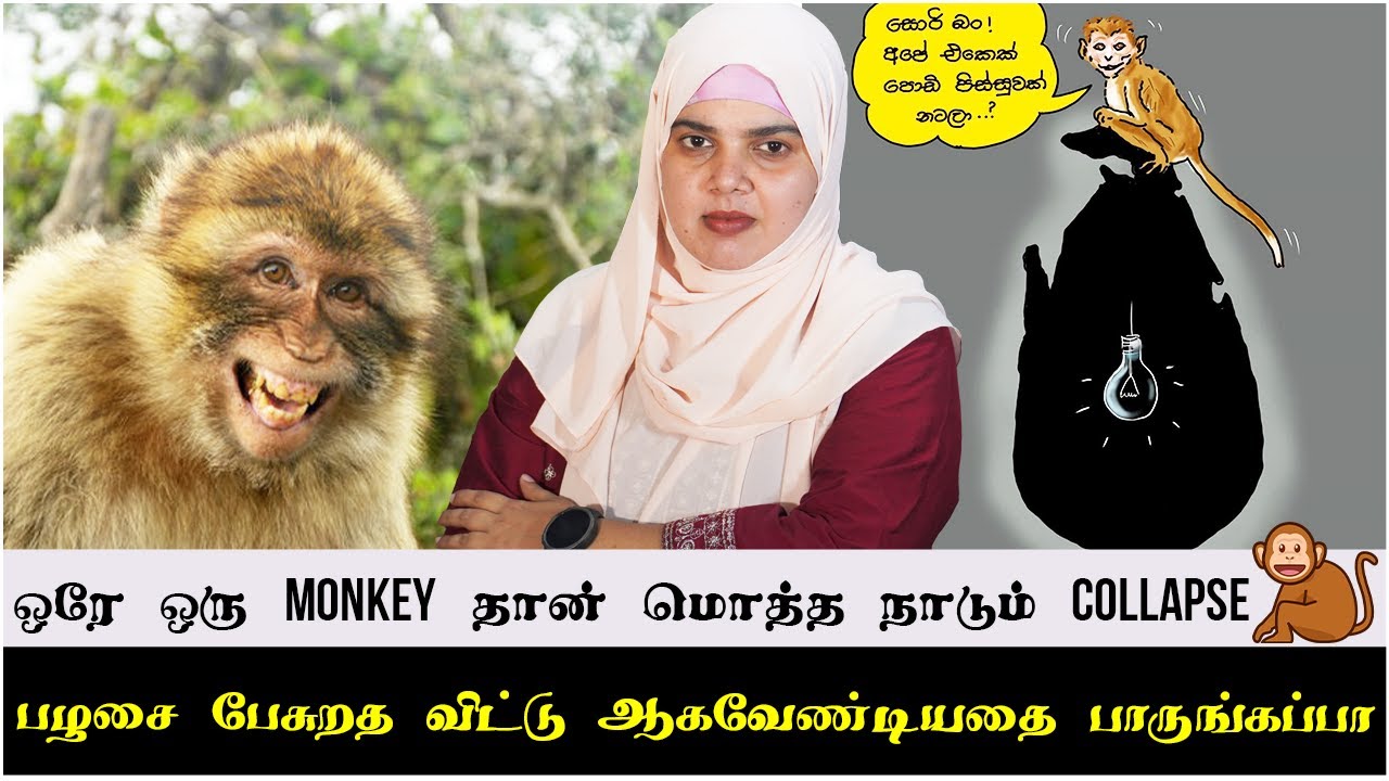 ஒரே ஒரு Monkey தான் மொத்த நாடும் Collapse 🐒 | பழசை பேசுறத விட்டு ஆகவேண்டியதை பாருங்கப்பா