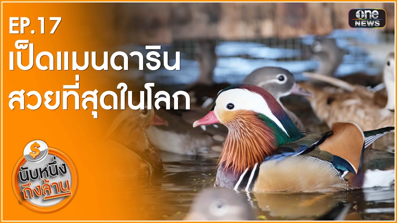 เป็ดแมนดารินสวยที่สุดในโลก | นับหนึ่งถึงล้าน EP.17 | สำนักข่าววันนิวส์