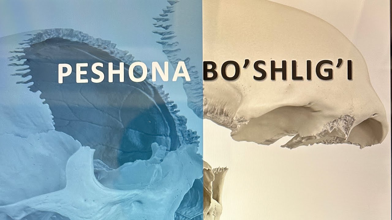 Peshona bo’shlig’i anatomiyasi