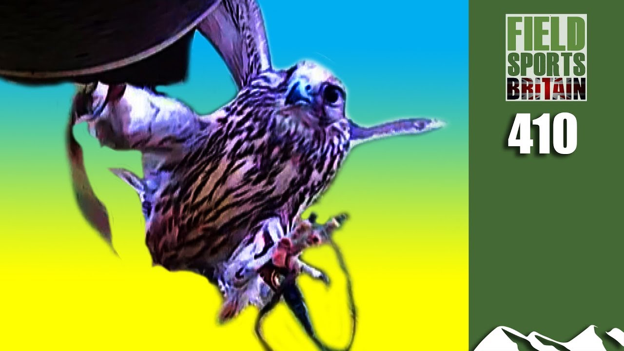 Fieldsports Britain - Fighter Falcons