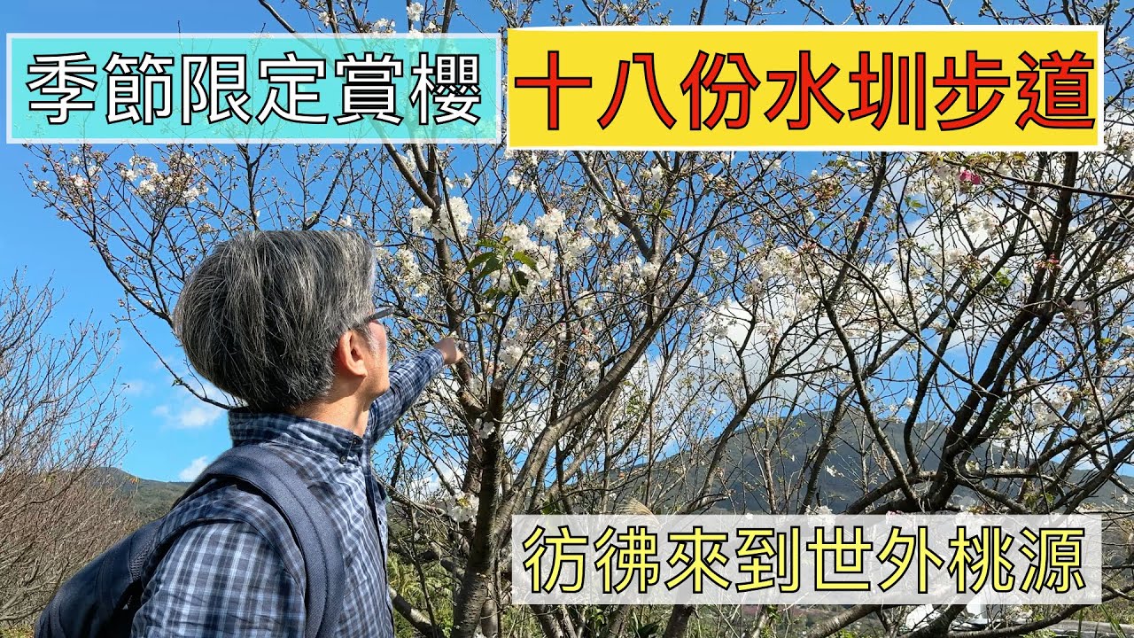 搭捷運賞櫻趣 十八份水圳步道 彷彿世外桃源,白色櫻花盛開了! ep203『走一趟超親民的十八挖水圳步道,楓香觀景台,頂湖福德宮有絕美白色櫻花,東昇步道上櫻花拍不停!』