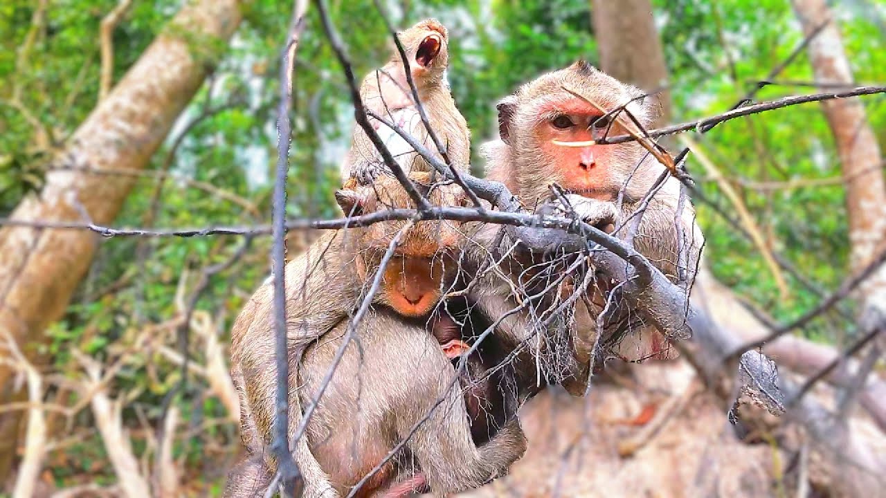 When a Baby Monkey Needs Mom the Most! #monkeys