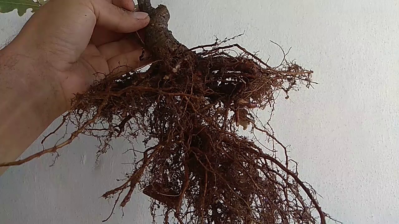 English Oak Pre Bonsai Transplant- Bonsai From Scratch Pine Update