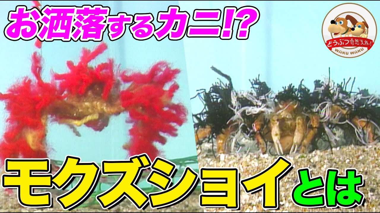 【擬態】色々なものを体にくっつけるカニ！モクズショイに赤い毛糸や金たわし、糸こんにゃくをあげてみたら&hellip;【どうぶつ奇想天外／WAKUWAKU】