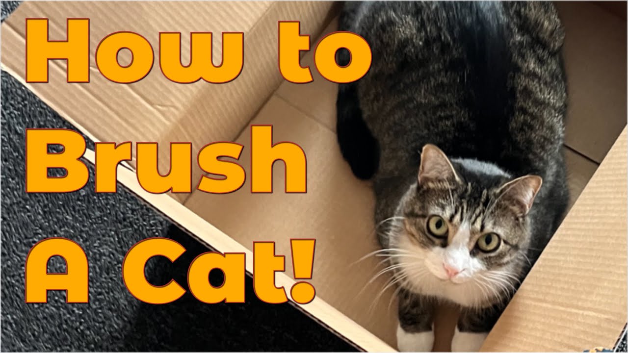 How to Brush a Short Haired Cat to Prevent Hairballs