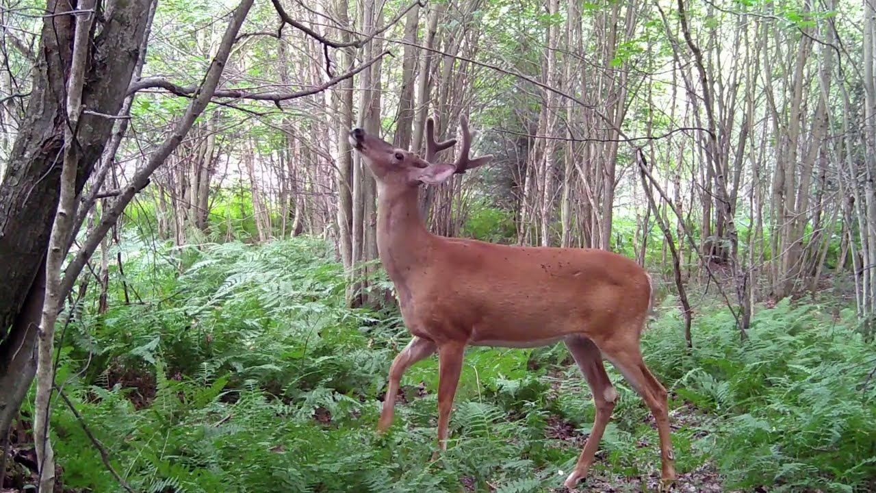 Chasse au chevreuil: Comment trouver la zone payante !