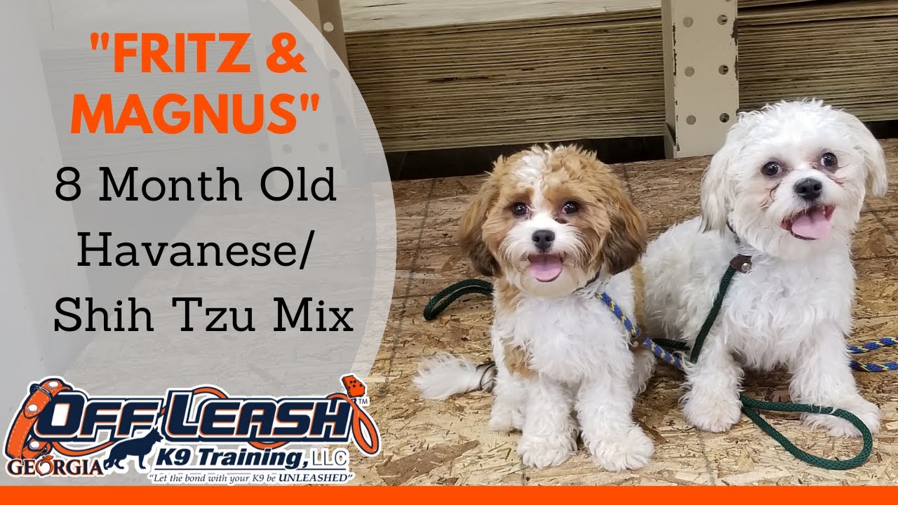 Magnus & Fitz | 8 Month Old Havanese/Shih Tzu Mixes | Off Leash K9 Training, Georgia | Board & Train