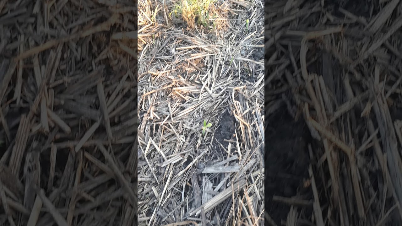 кукуруза всходы strip-till