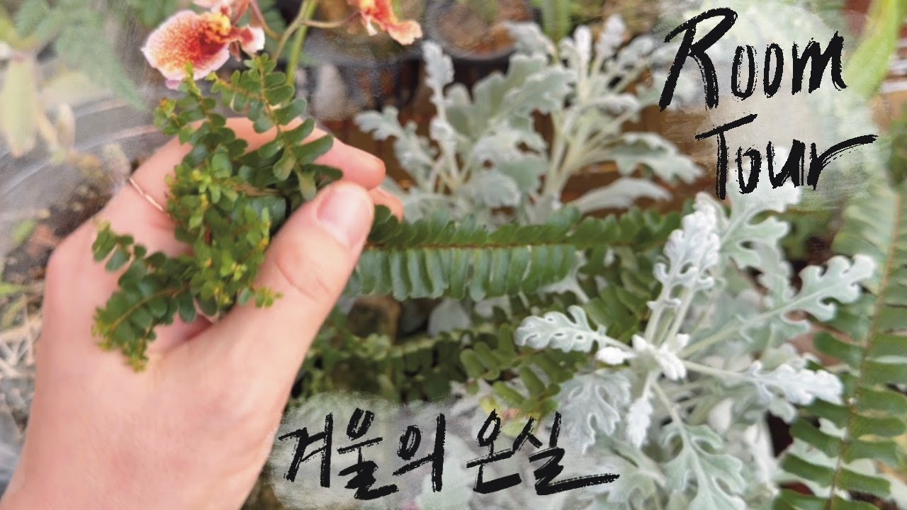 [RoomTour]하얀색만 덩그러니 있는 것 보단, 같이 섞여있는게 더 포근해 / 내가 알던 식물이 그 식물이 아닐 때👀