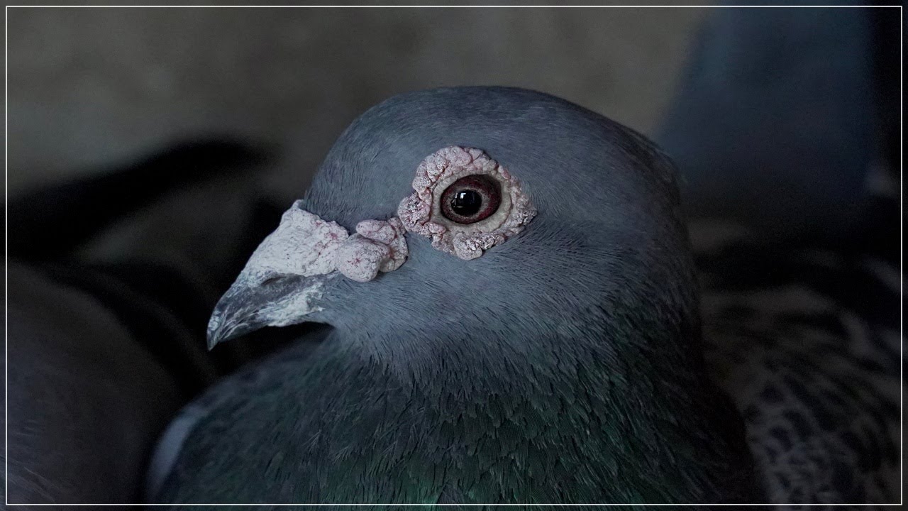 Palomas mensajeras & Colombofilia. ¿NOS TOMAN EL PELO? 🤔