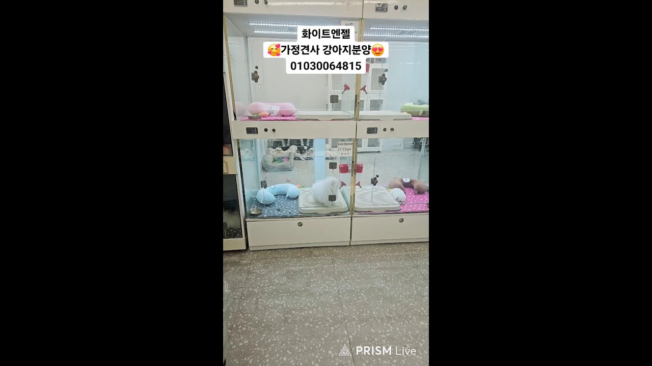 천방지축 개들의일상 라이브 방송