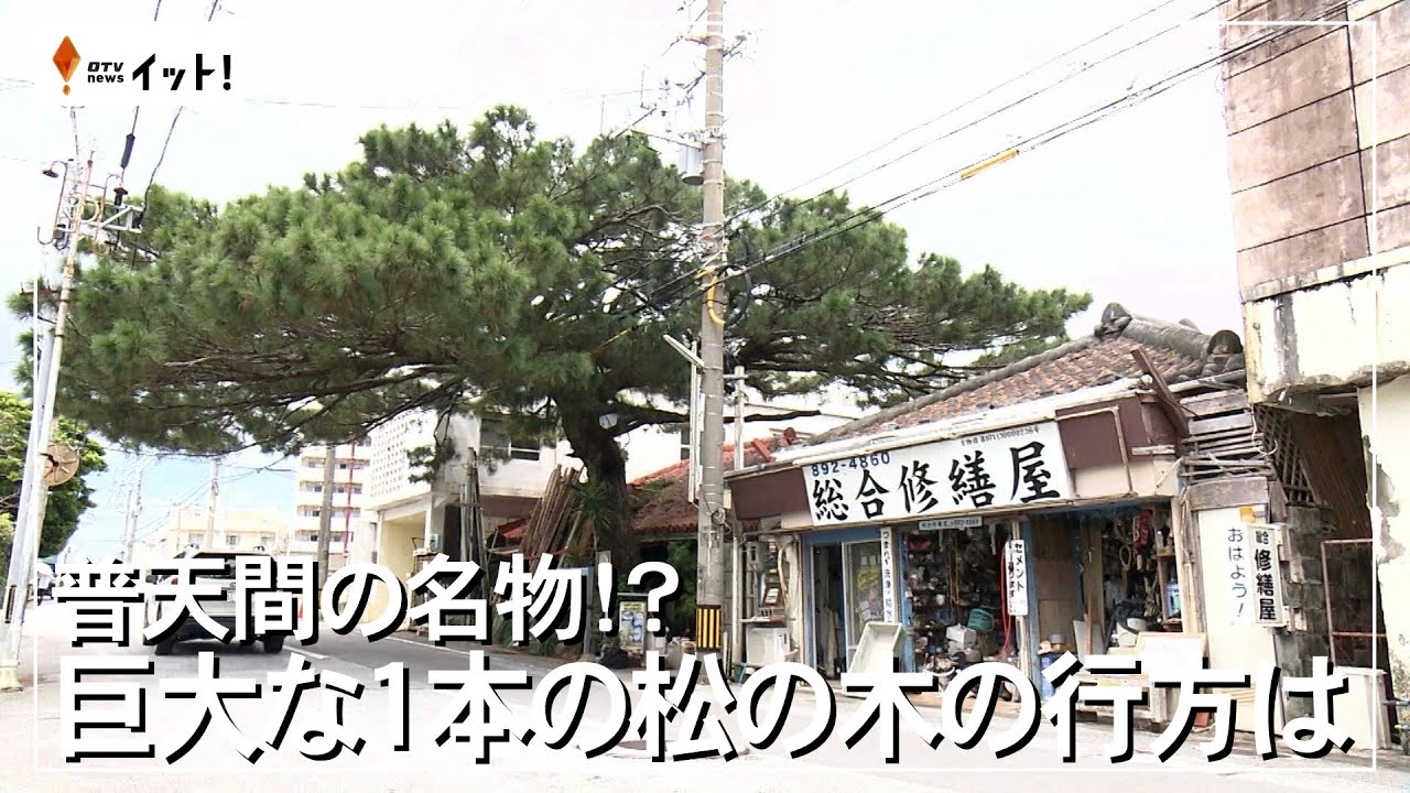 普天間の名物！？　巨大な１本の松の木の行方は（沖縄テレビ）2024/10/9
