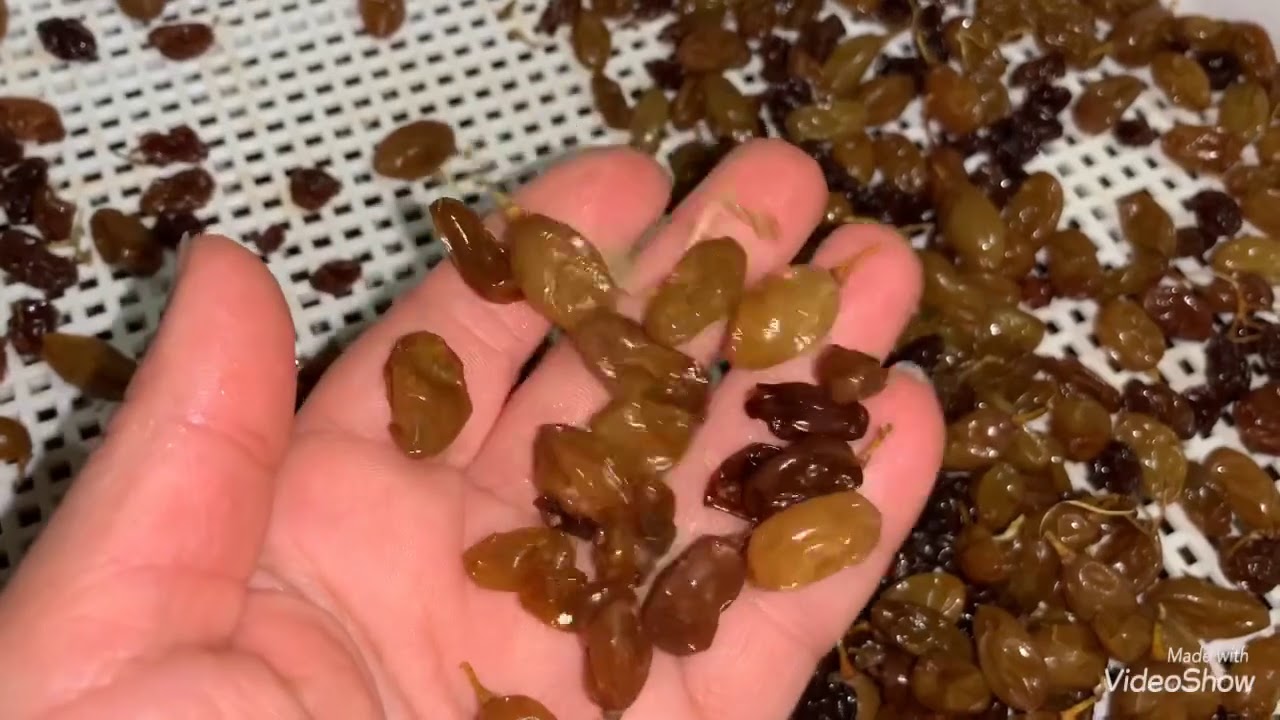 🍇🍇🍇🍇ИЗЮМ в домашних условиях. Не повторяйте мои ОШИБКИ!!!!🍇🍇🍇🍇