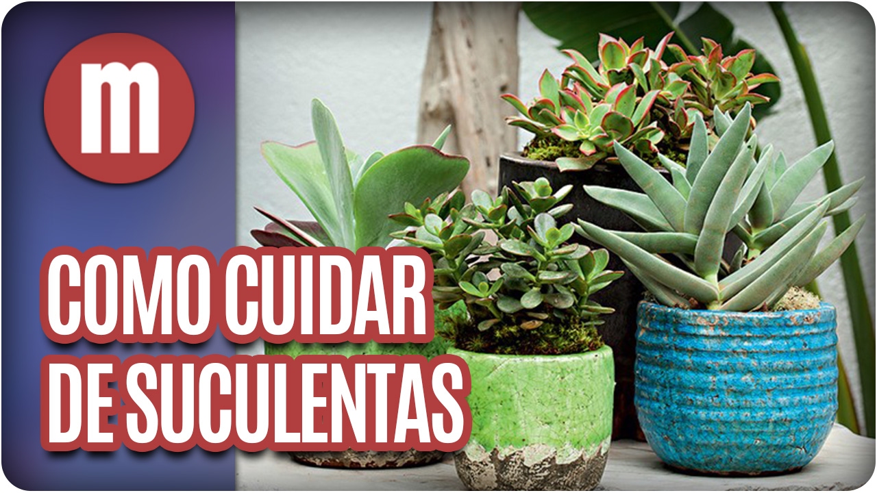 Como cuidar de plantas suculentas - Mulheres (06/02/17)