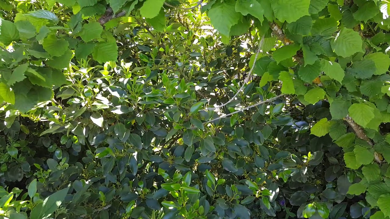 Food forest wind protection