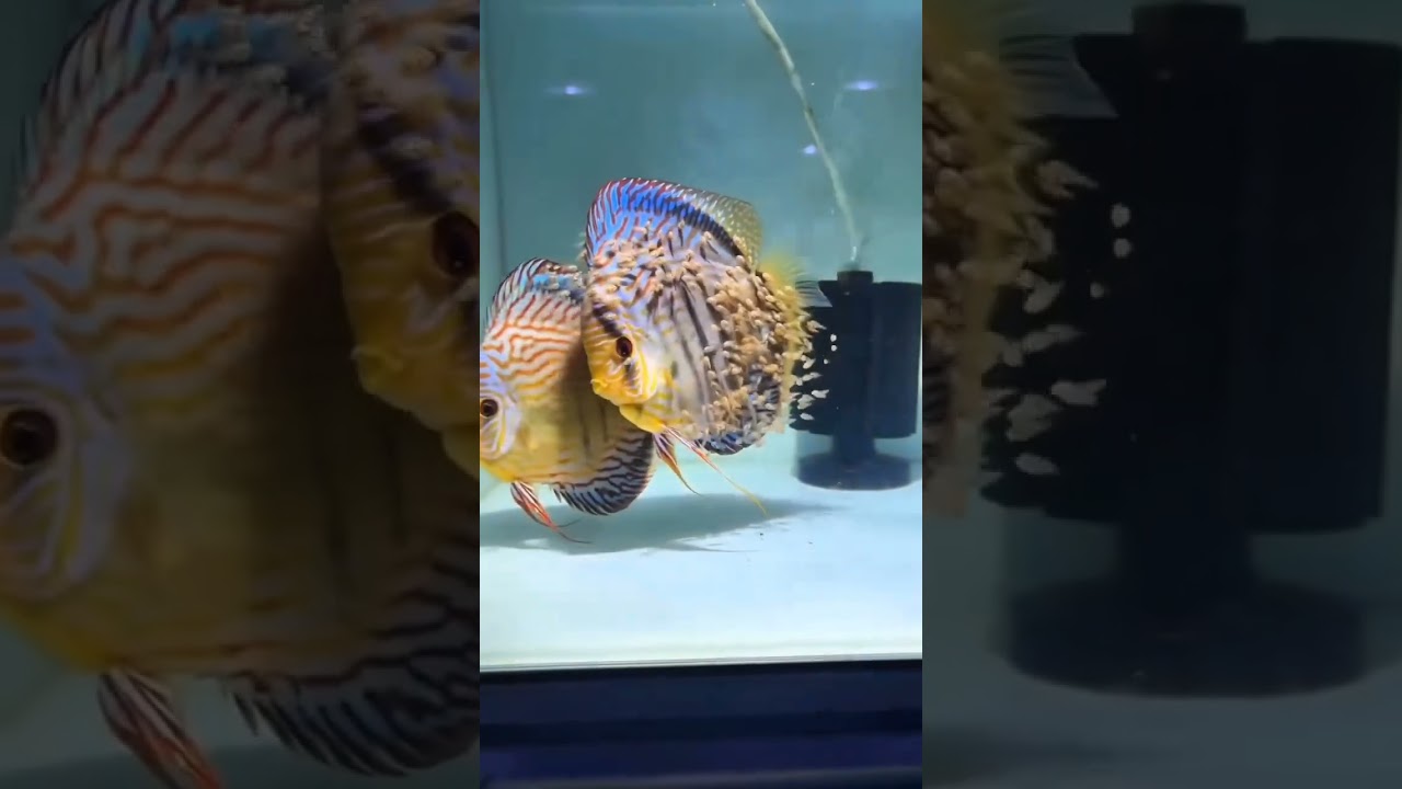 discus fish breeding pair by 