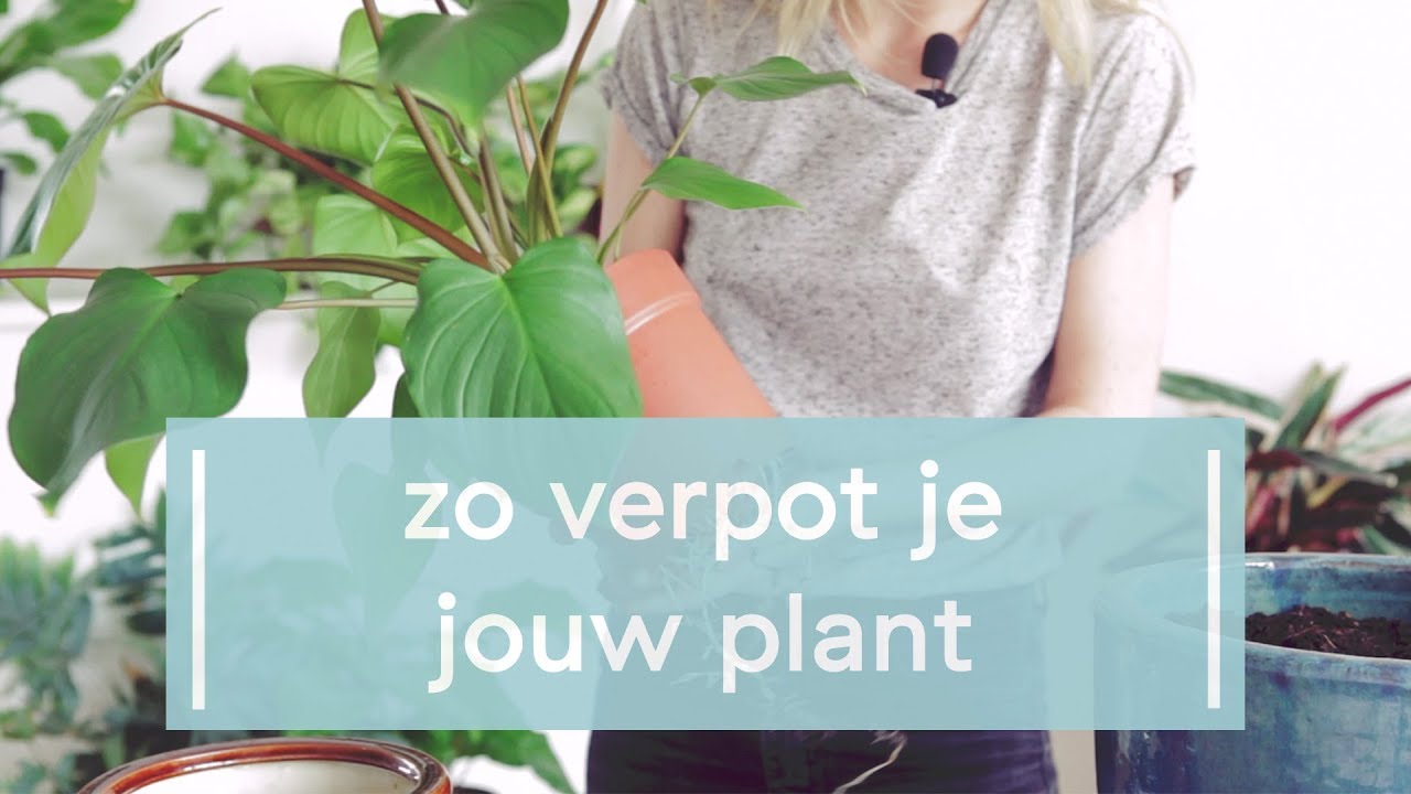 Zo verpot je jouw plant