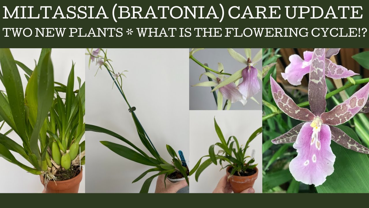 Miltassia (Bratonia) Care: two new plants means a fresh look at basic culture tips!
