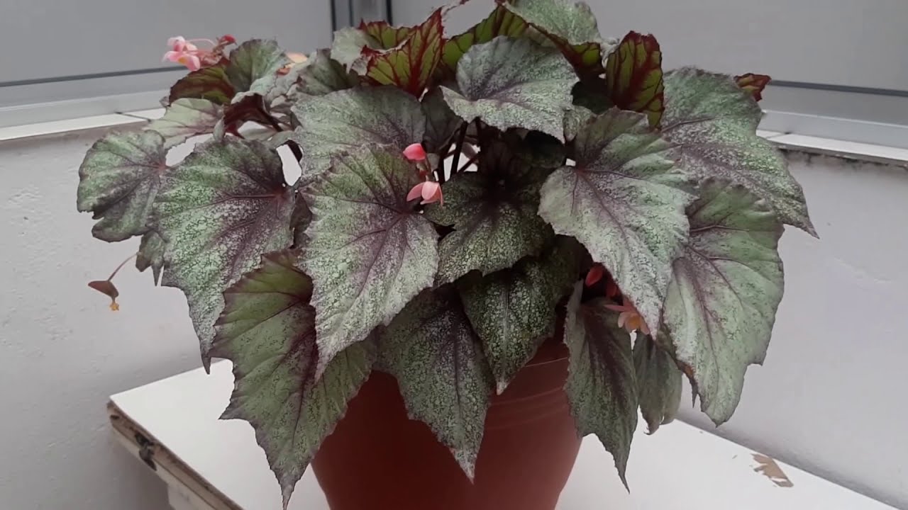 Begônia Rex  como cuidar. Vejam que linda esta Begônia!!!