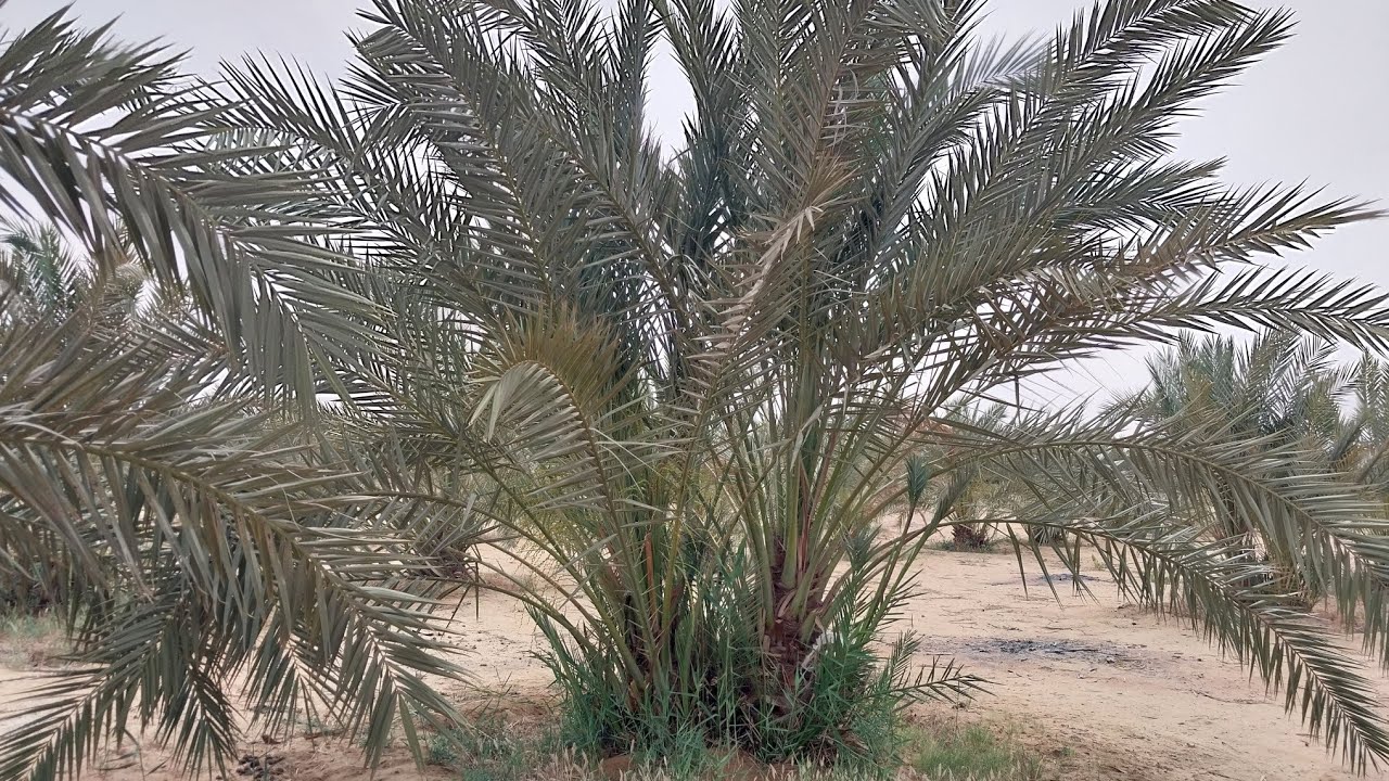 مزرعة 15 فدان بالواحات البحرية .. نخل صعيدى مثمر وبئر بطاقة شمسية على بعد 4 كم من الأسفلت