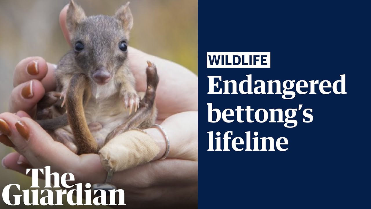 Critically endangered bettongs thrive in South Australia reserve after local extinction