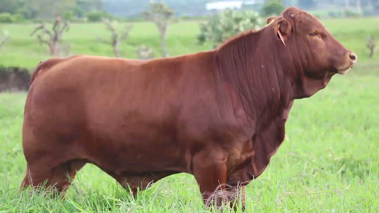 Glez Glez Beefmaster - Ganado Beefmaster en Jalisco
