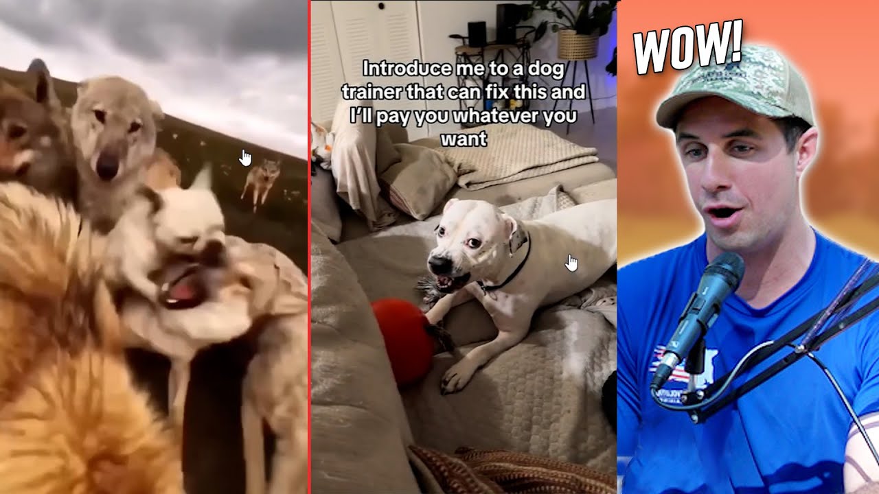 Dog Trainers React to WILD Dog Videos!