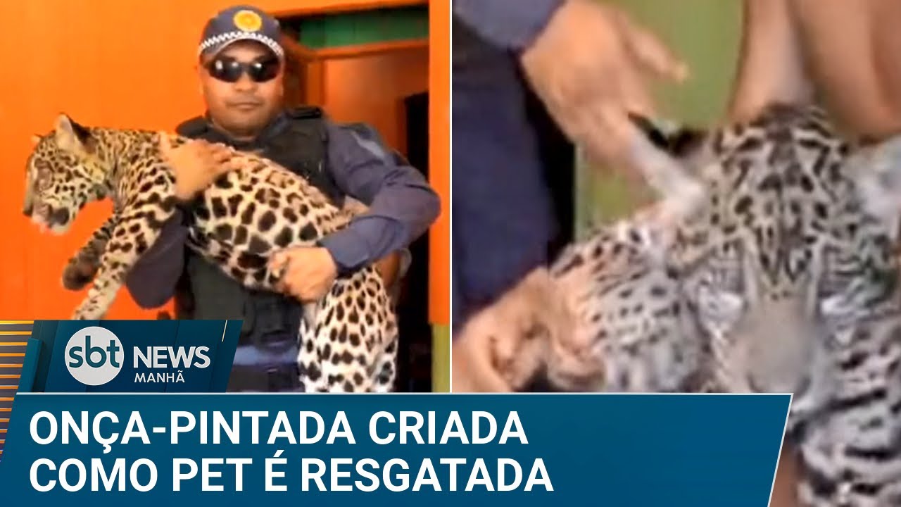 Filhote de onça-pintada criado como animal doméstico é resgatado | #SBTNews Manhã (06/02/25)