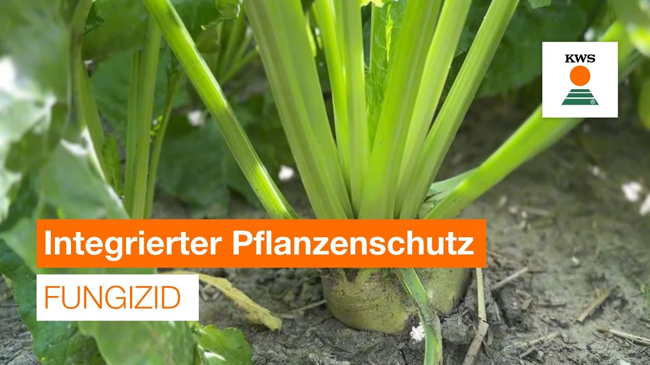 Fungizid - Integrierter Pflanzenschutz