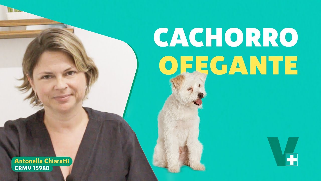 Cachorro muito ofegante é normal?