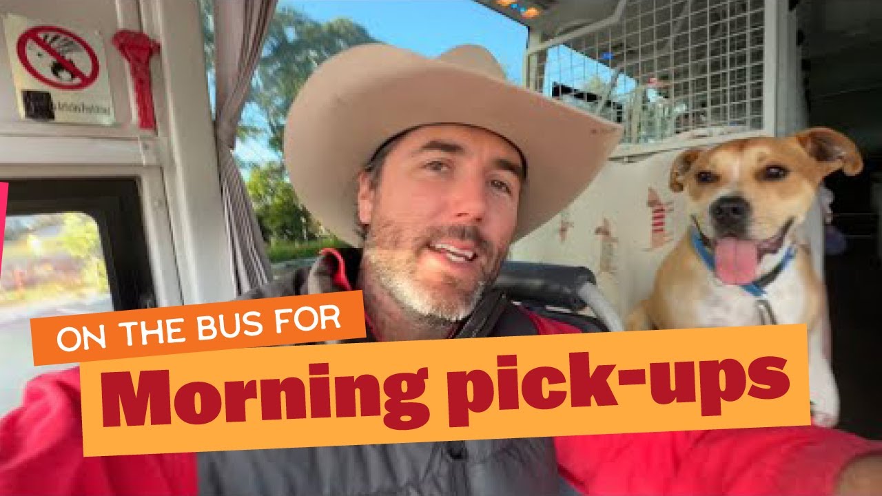 Doggy Bus Morning Pick Ups