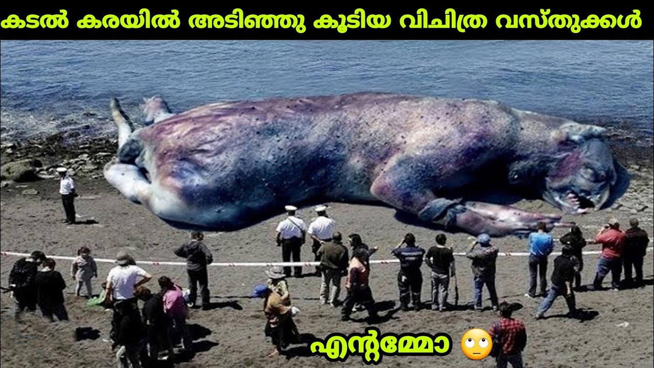 Top 10 Strangest Things To Wash Up On Shore/കടൽ കരയിൽ അടിഞ്ഞു കൂടിയ വിചിത്ര വസ്തുക്കൾ