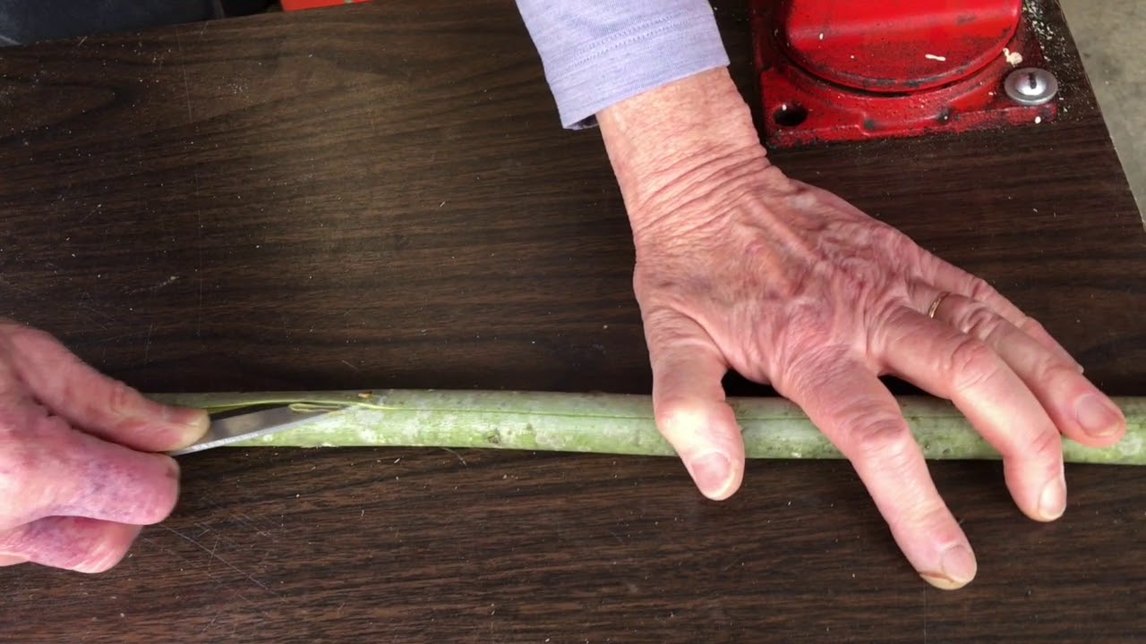peeling willow bark