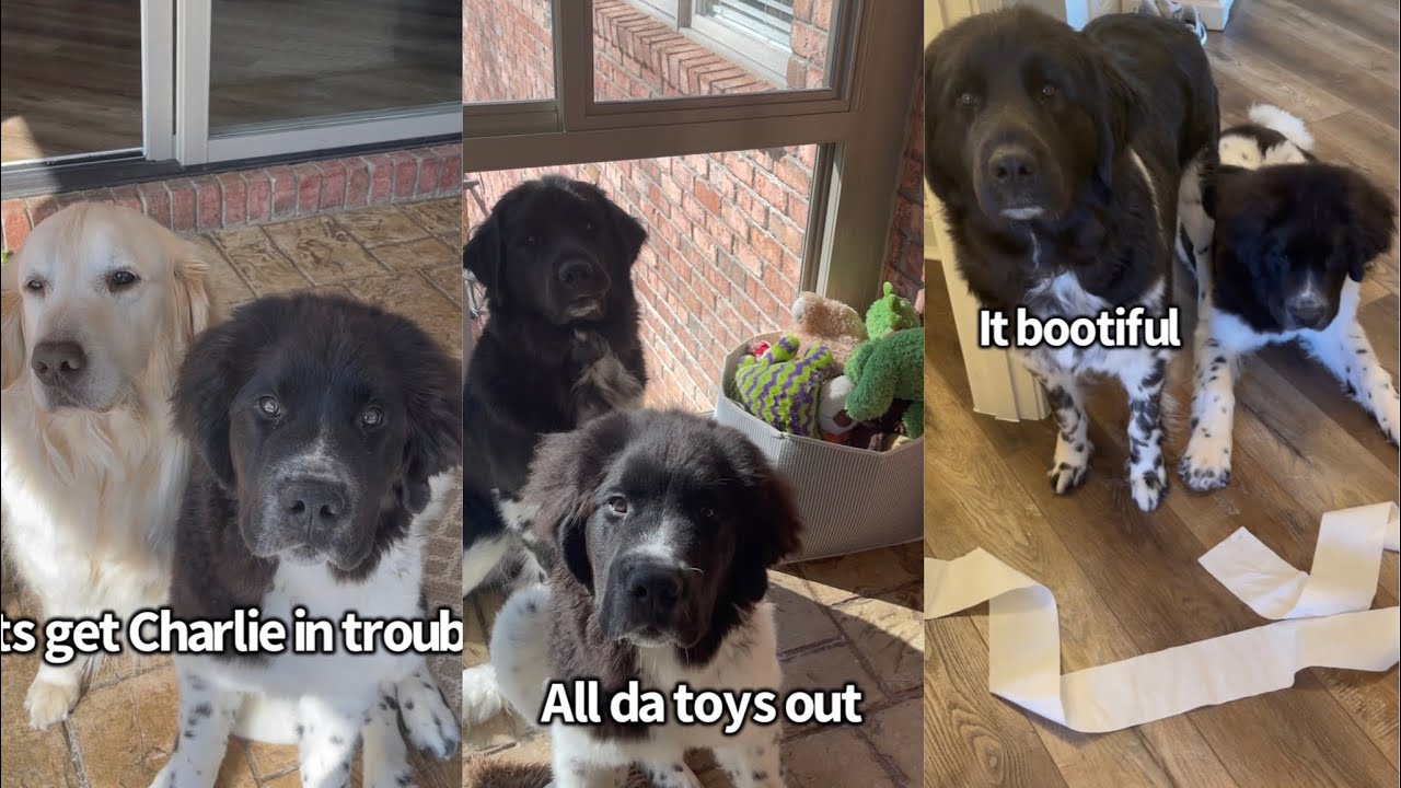 Puppy Does Things To Get His Big Brother In Trouble