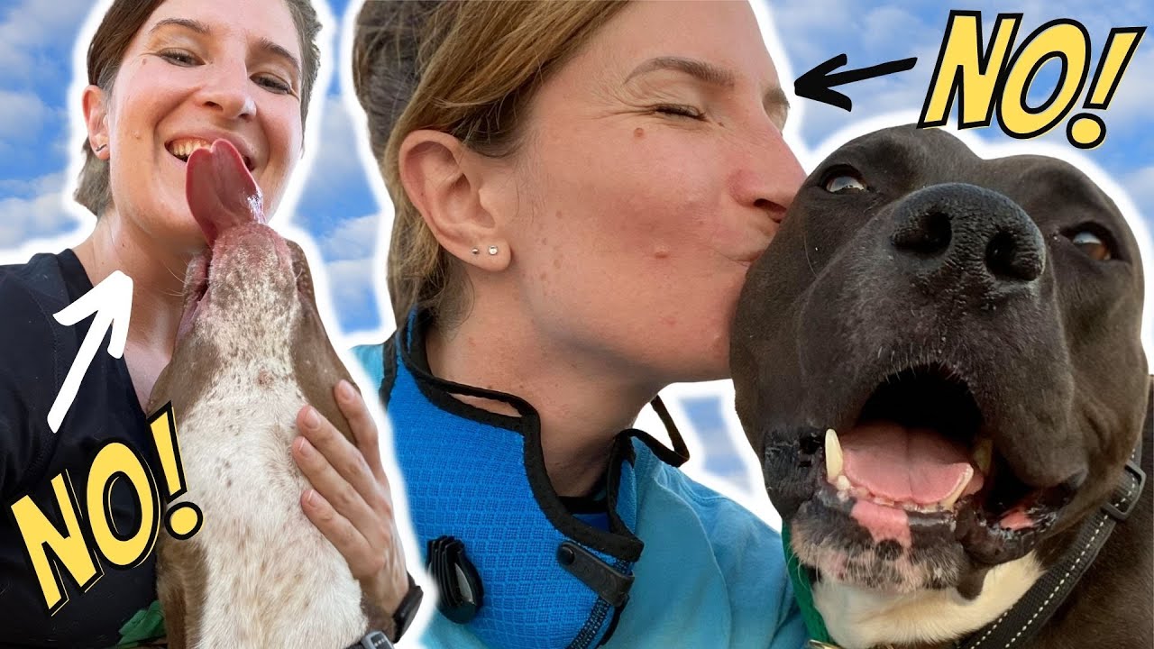 How to greet dogs at the animal shelter!