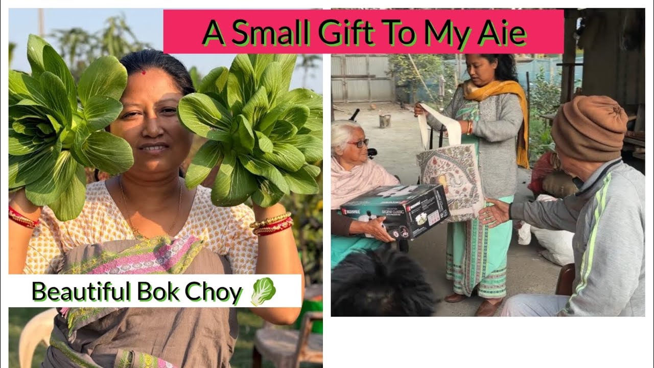 Aie Nw Ma Gift Hwikw .Terrace Fruit 🍇  Orchard. Harvesting Time Ja Burja Mwigong Kalaibai .
