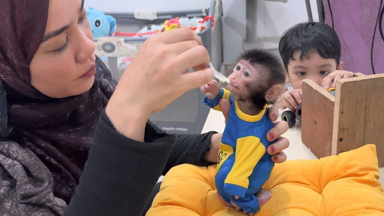 Mommy patienly trains Newborn Baby Monkey Dino to eat while sitting