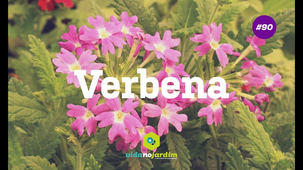 Verbena
