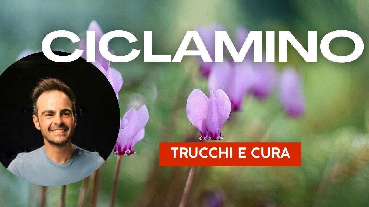 Cura facile del CICLAMINO: tutto ciò che devi sapere!