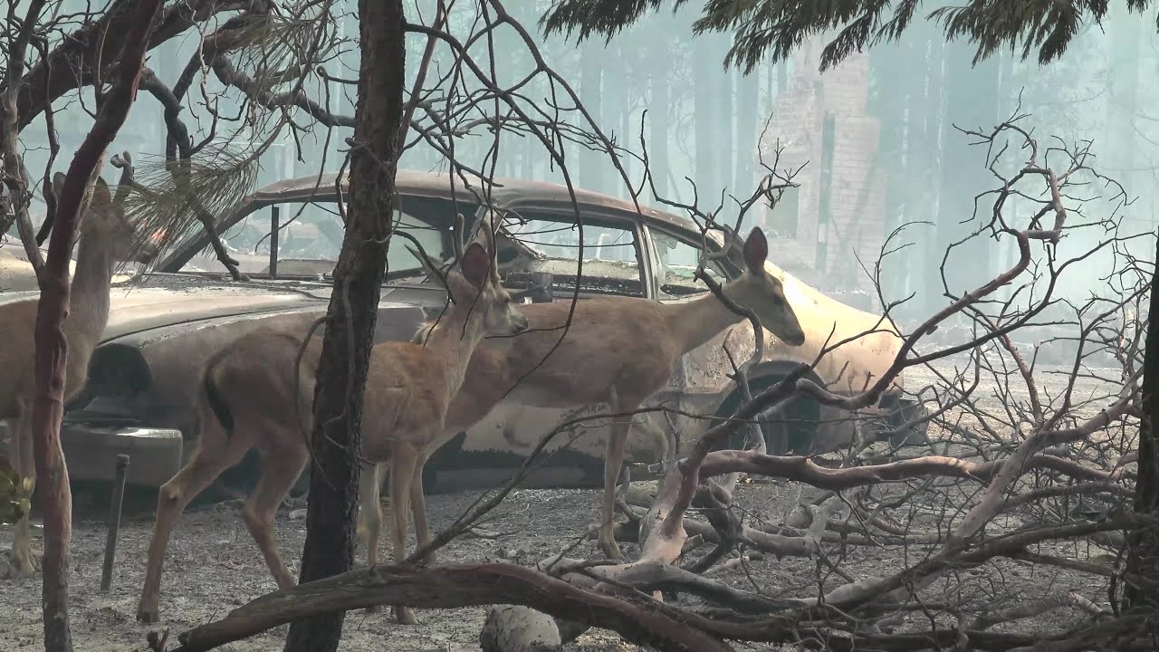 Raw Video: Scenes of Burned Homes From Caldor Fire in El Dorado County